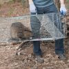 Havahart Animal Trap is the new standard in traps. The patent pending design is easy to set, easy to release. Perfect for first time trappers, one simple move and the traps are set! Havahart Easy Set traps are constructed of sturdy rust-resistant wire mesh with steel reinforcements for long life. The traps are galvanized for maximum resistance to rust and corrosion. Mesh openings are smaller than competing traps of comparable size to prevent stealing the bait from the outside. Spring-loaded doors and sensitive triggers ensure quick, secure captures that targets the specific animal's size, eliminating undesired catches. Solid doors and handle guards protect users during transportation, while smoothed internal edges protect and prevent injuries to animals. This trap has been professionally field tested. Made in the U.S.A.