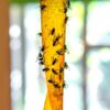PIC Fly Ribbon 10/PK # FR10B - Image 3