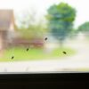 Raid 8 Pack Window Fly Trap # 8PK-FTRP-RAID - Image 4