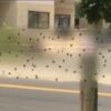 Raid 8 Pack Window Fly Trap # 8PK-FTRP-RAID - Image 5
